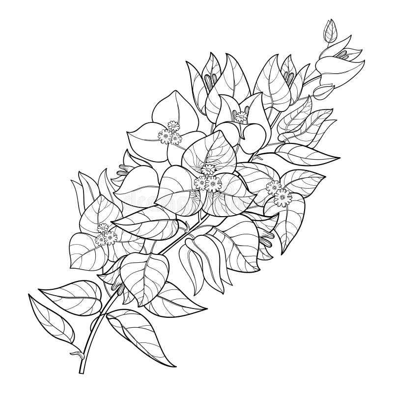 De de vectordieoverzichtsbougainvillea of Buganvilla-bloem bundelen met knop en blad in zwarte op witte achtergrond wordt geïsole royalty-vrije illustratie De de vectordieoverzichtsbougainvillea of Buganvilla-bloem bundelen met knop en blad in zwarte op witte achtergrond wordt geïsole royalty-vrije illustratie