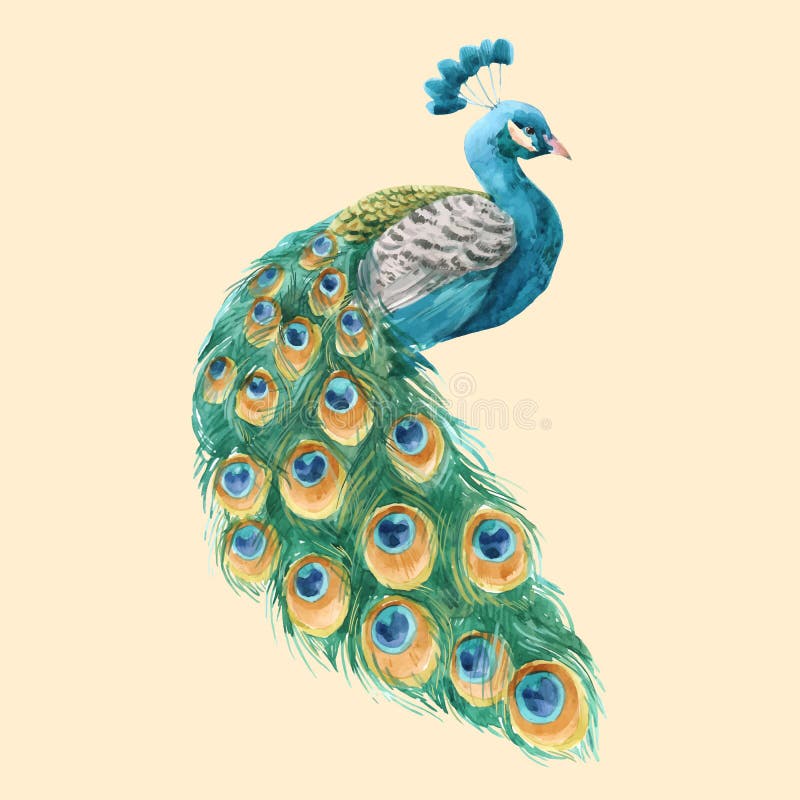 Beautiful vector illustration with hand drawn watercolor peacock. Beautiful vector illustration with hand drawn watercolor peacock
