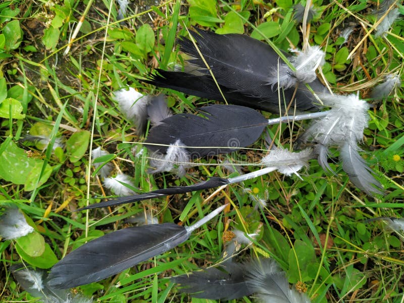 De veer van een vogel, een paar stukken van grijs Het liggen op het groene gras De vorm is verlengd en groot, zijn een paar stukk stock fotografie De veer van een vogel, een paar stukken van grijs Het liggen op het groene gras De vorm is verlengd en groot, zijn een paar stukk stock fotografie
