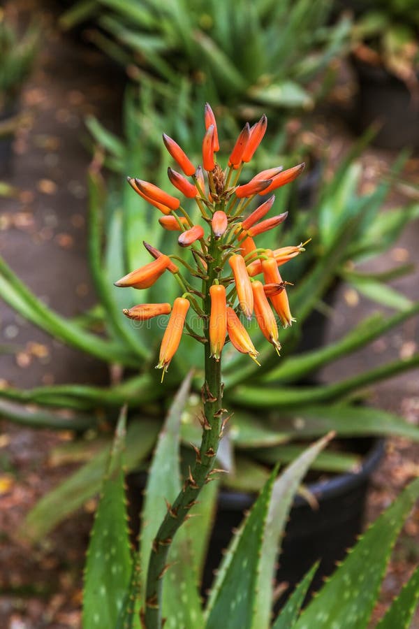 De verbazende mooie zeldzame installaties van Vera van het bloemenaloë, tropische groene installaties lijden aan het hete weer Ee royalty-vrije stock fotografie De verbazende mooie zeldzame installaties van Vera van het bloemenaloë, tropische groene installaties lijden aan het hete weer Ee royalty-vrije stock fotografie