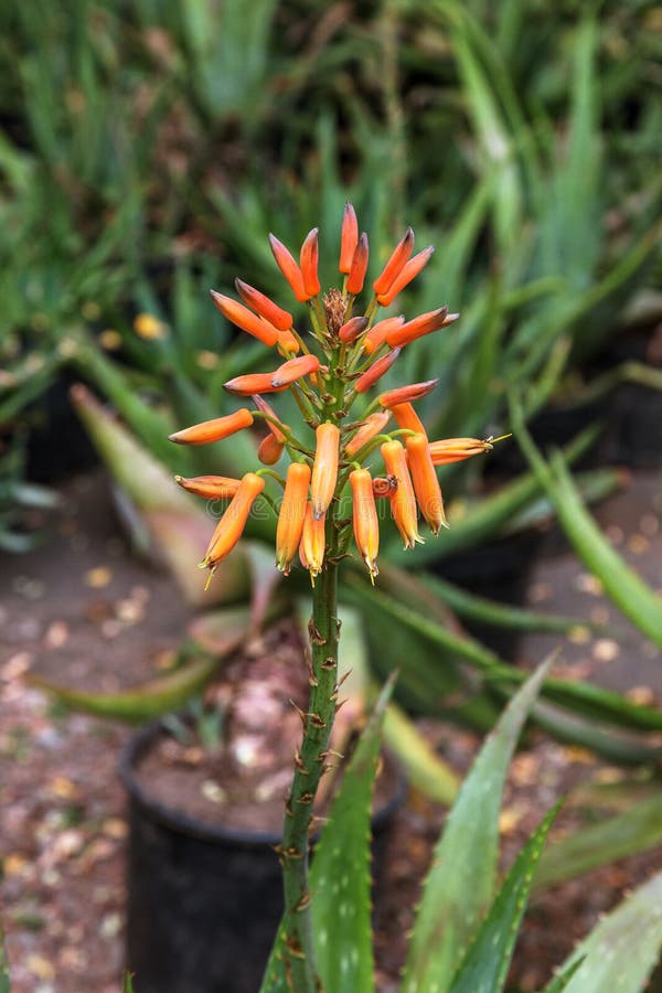 De verbazende mooie zeldzame installaties van Vera van het bloemenaloë, tropische groene installaties lijden aan het hete weer Ee royalty-vrije stock afbeeldingen De verbazende mooie zeldzame installaties van Vera van het bloemenaloë, tropische groene installaties lijden aan het hete weer Ee royalty-vrije stock afbeeldingen