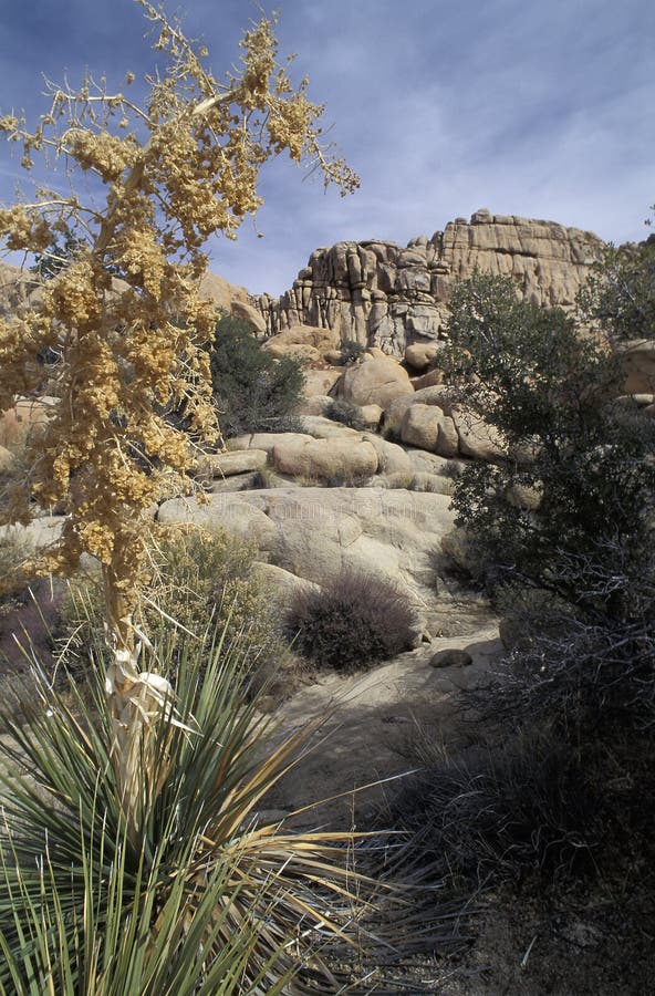 De Verborgen Vallei, Joshua Tree National Park, Californië royalty-vrije stock afbeeldingen De Verborgen Vallei, Joshua Tree National Park, Californië royalty-vrije stock afbeeldingen