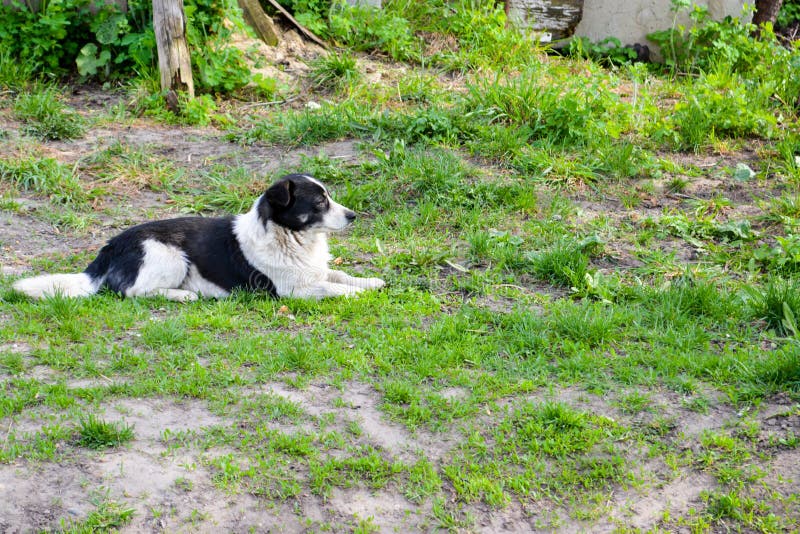 De verdwaalde hond ligt op het groene gras royalty-vrije stock afbeeldingen De verdwaalde hond ligt op het groene gras royalty-vrije stock afbeeldingen