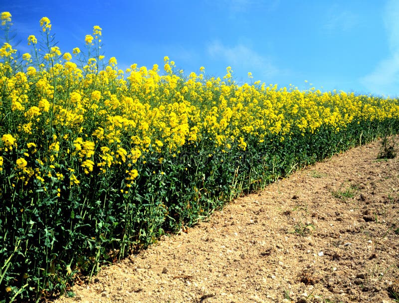 De verkrachting van het oliezaad (canola) stock foto De verkrachting van het oliezaad (canola) stock foto