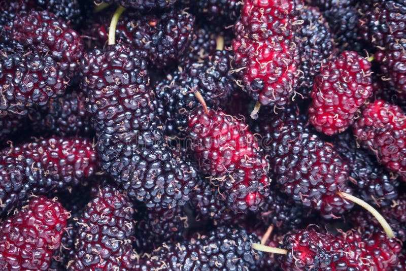 De verse achtergrond van de moerbeiboomclose-up stock afbeeldingen