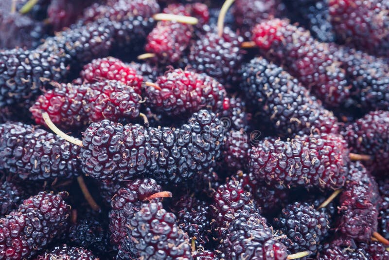 De verse achtergrond van de moerbeiboomclose-up stock foto's