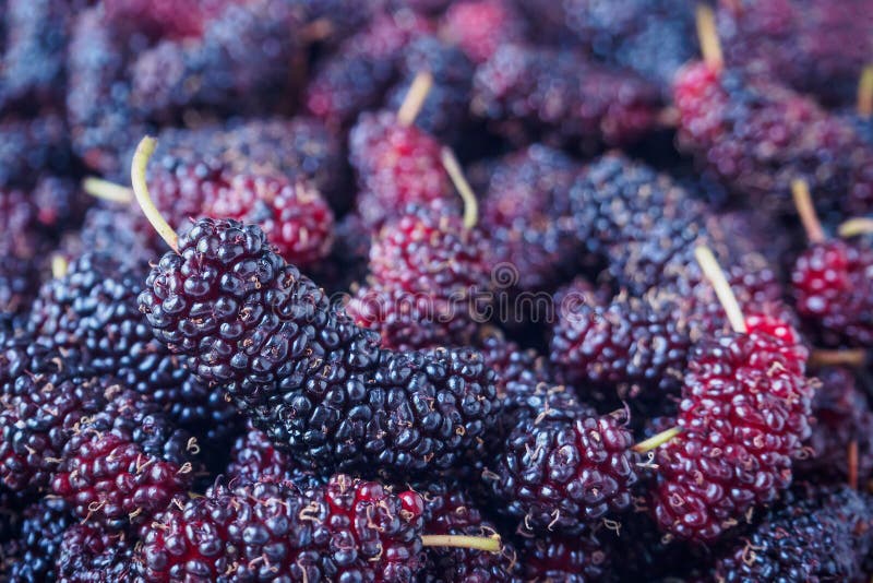 De verse achtergrond van de moerbeiboomclose-up stock fotografie