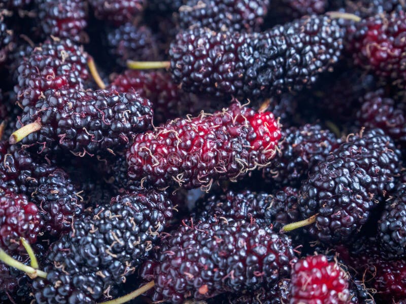 De verse achtergrond van de moerbeiboomclose-up stock foto