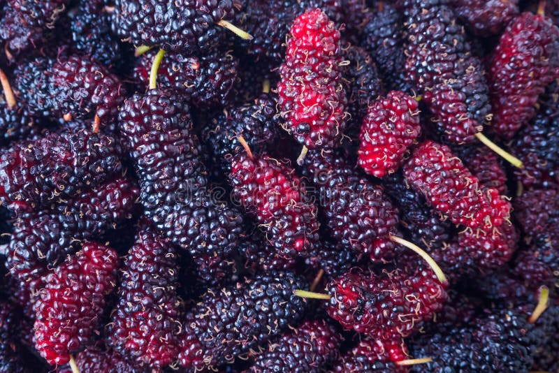 De verse achtergrond van de moerbeiboomclose-up royalty-vrije stock foto