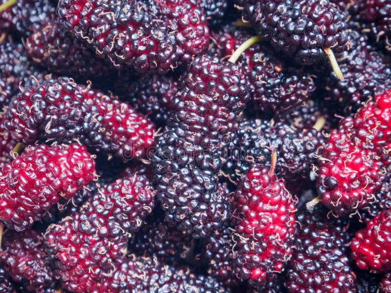 De verse achtergrond van de moerbeiboomclose-up royalty-vrije stock foto's