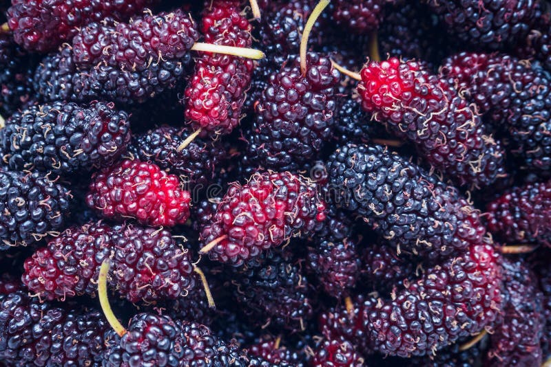 De verse achtergrond van de moerbeiboomclose-up royalty-vrije stock afbeeldingen