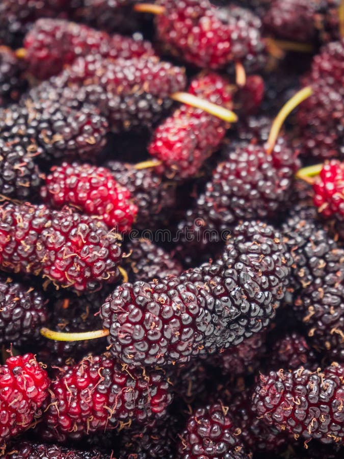 De verse achtergrond van de moerbeiboomclose-up stock fotografie