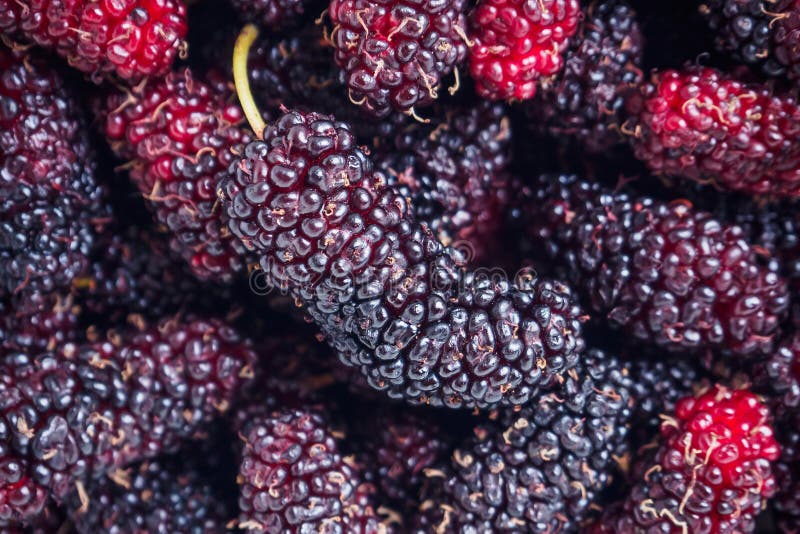 De verse achtergrond van de moerbeiboomclose-up stock foto's