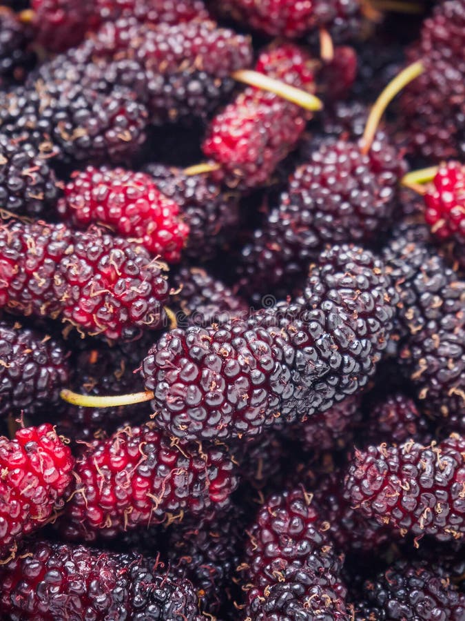 De verse achtergrond van de moerbeiboomclose-up royalty-vrije stock afbeeldingen