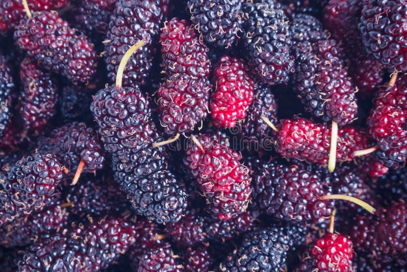 De verse achtergrond van de moerbeiboomclose-up stock afbeelding