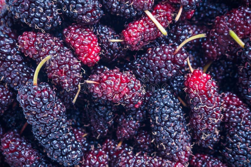 De verse achtergrond van de moerbeiboomclose-up stock foto's