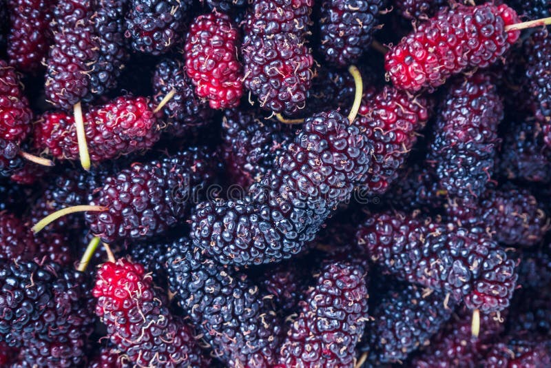 De verse achtergrond van de moerbeiboomclose-up stock afbeelding