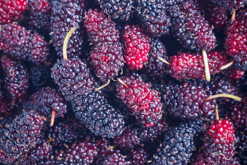 De verse achtergrond van de moerbeiboomclose-up stock fotografie