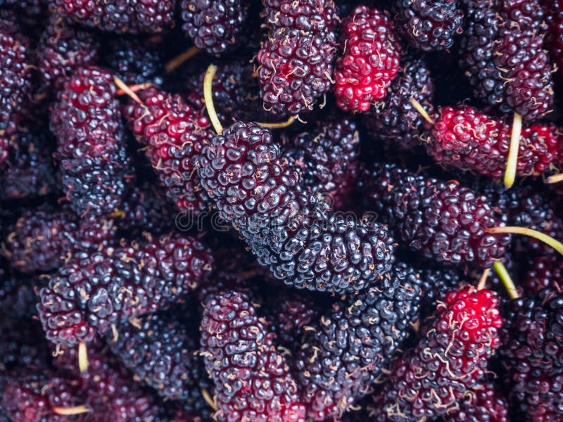 De verse achtergrond van de moerbeiboomclose-up royalty-vrije stock foto's