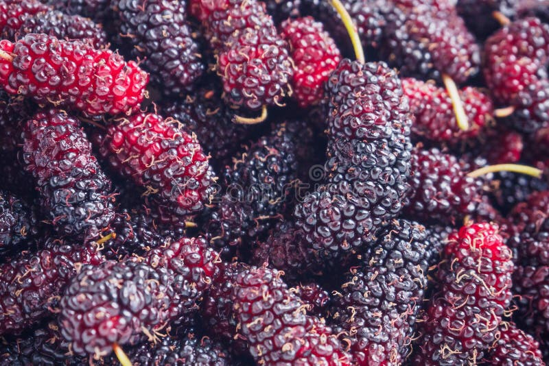 De verse achtergrond van de moerbeiboomclose-up stock afbeelding