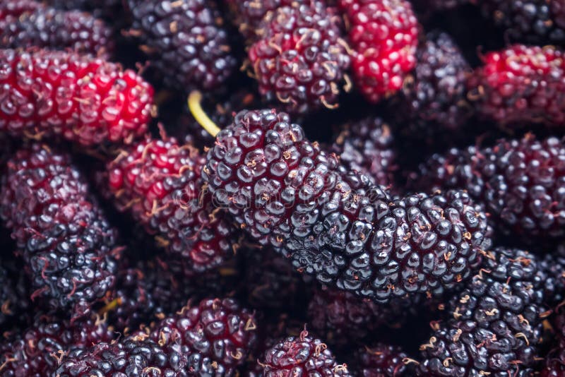 De verse achtergrond van de moerbeiboomclose-up stock fotografie