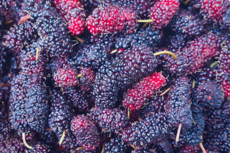 De verse achtergrond van de moerbeiboomclose-up stock foto's