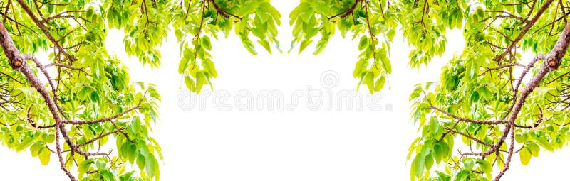 De verse Bladerenbomen vertakt zich kader mooie groene die bladeren op witte achtergrondafbeelding voor de achtergrond van de de stock fotografie De verse Bladerenbomen vertakt zich kader mooie groene die bladeren op witte achtergrondafbeelding voor de achtergrond van de de stock fotografie