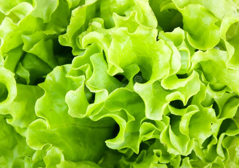 Fresh green Lettuce salad, can be use as background. Fresh green Lettuce salad, can be use as background