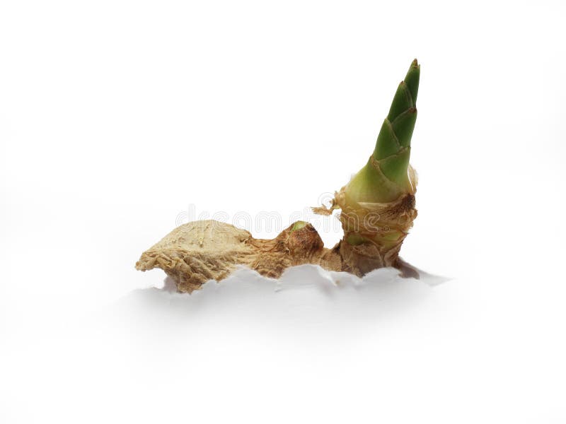 A photo a fresh ginger shoot growing out of A white piece of paper symbolizing paper growth. A photo a fresh ginger shoot growing out of A white piece of paper symbolizing paper growth