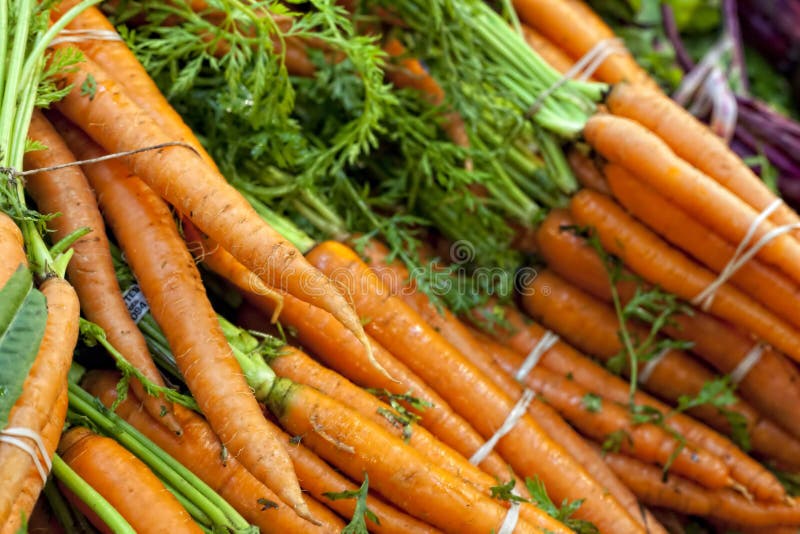 A bunch of Farm Fresh Carrots. A bunch of Farm Fresh Carrots