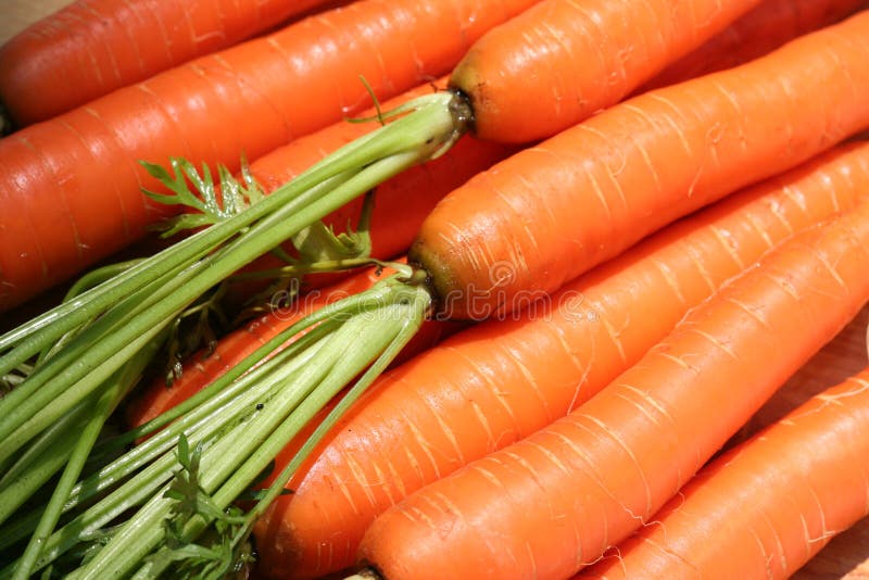Macro image of farm fresh carrots with stalks. Macro image of farm fresh carrots with stalks.