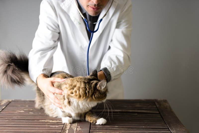 De veterinaire arts met een stethoscoop rond zijn hals houdt een zwarte kat en glimlacht royalty-vrije stock afbeelding De veterinaire arts met een stethoscoop rond zijn hals houdt een zwarte kat en glimlacht royalty-vrije stock afbeelding