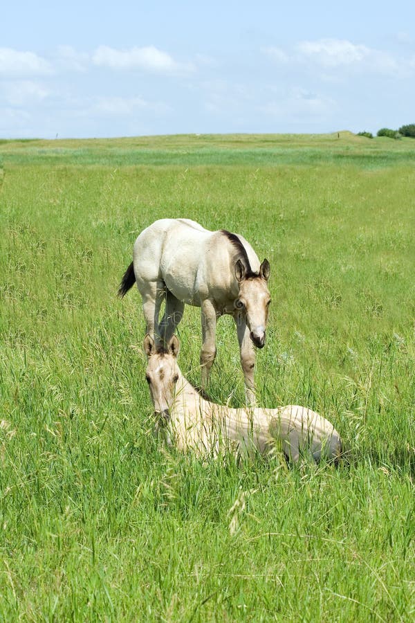 Two buckskin quarter horse foals in green summer pasture. Two buckskin quarter horse foals in green summer pasture