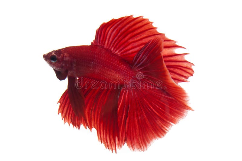 De vissen van Betta royalty-vrije stock fotografie De vissen van Betta royalty-vrije stock fotografie