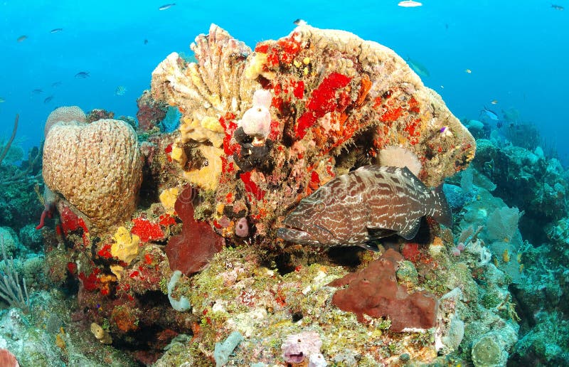 De vissen van de tandbaars in koraalrif