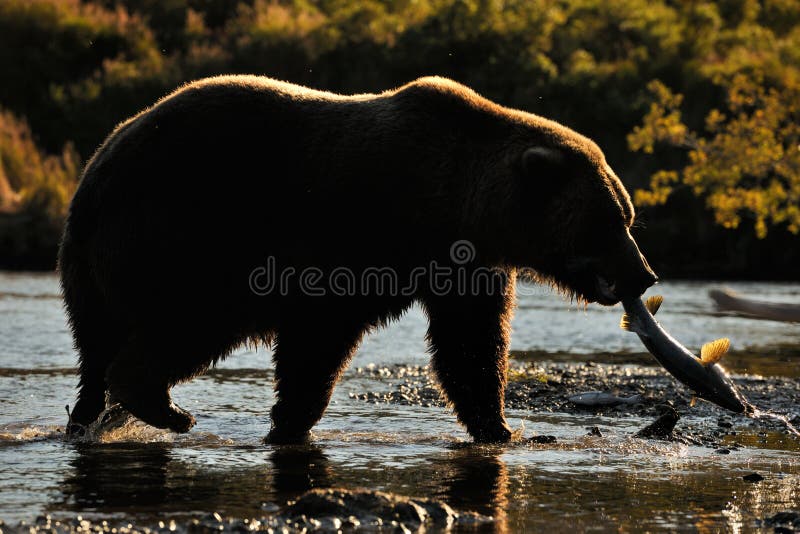 Grizzly Bear with fish walking in backlight. Grizzly Bear with fish walking in backlight.