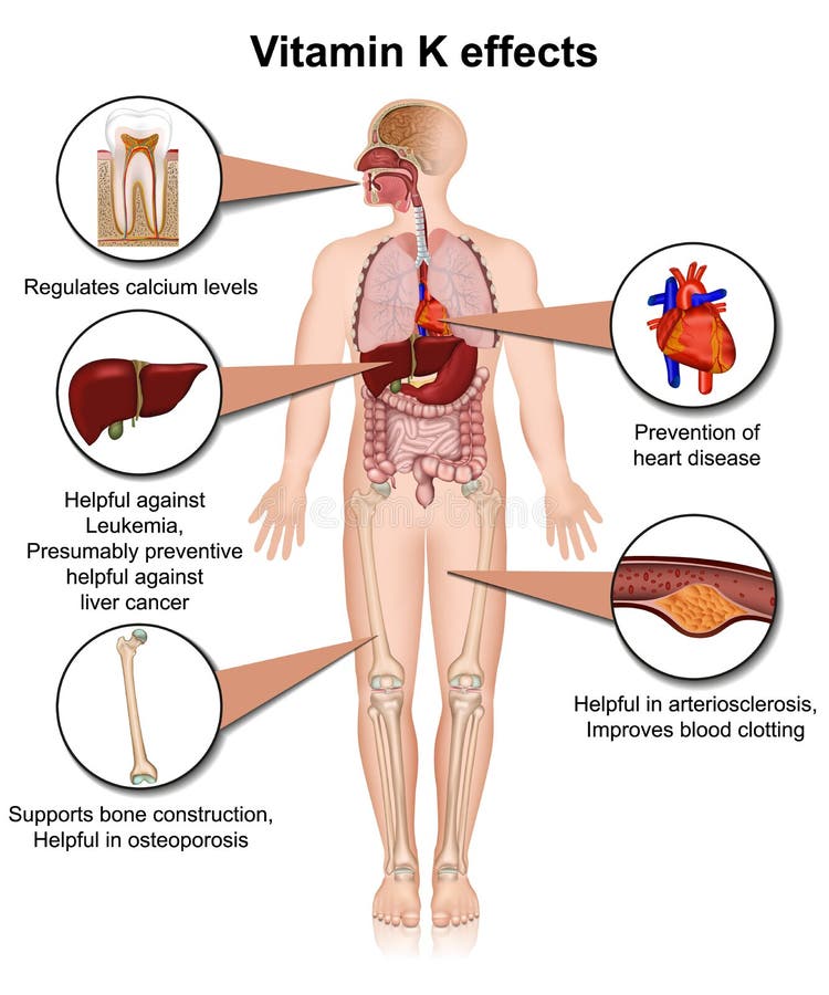 De vitamine K voert infographic 3d medische illustratie op witte achtergrond uit