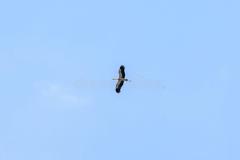 De vlieg van de aigrettevogel op de blauwe hemel stock afbeelding De vlieg van de aigrettevogel op de blauwe hemel stock afbeelding