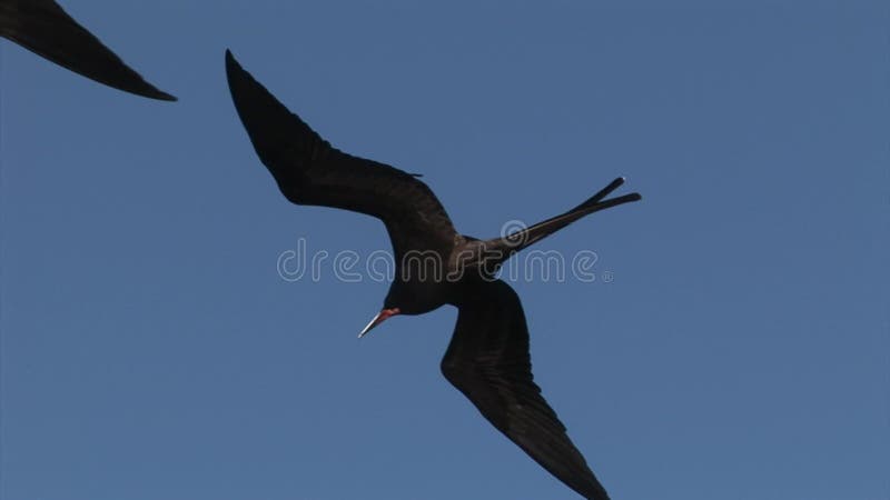 De vlieg van de fregatvogel in hemel over de Eilanden van de Galapagos