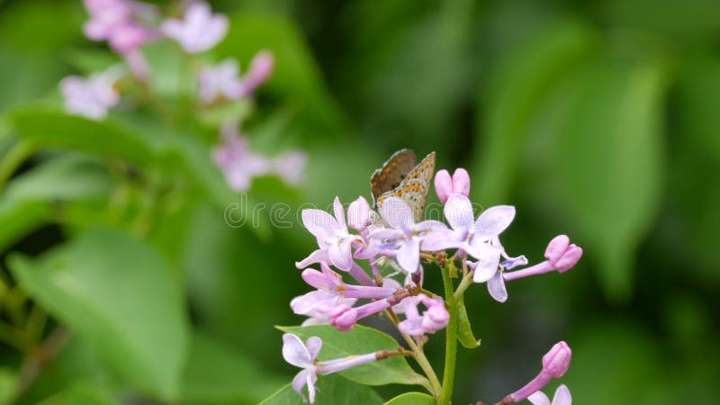 De vlinder op de mooie paarse lilac-bloesem bloeit in het stadspark in de lente Geselecteerde focus vervagen