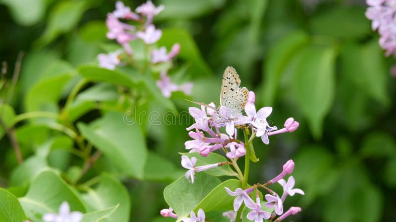 De vlinder op de mooie paarse lilac-bloesem bloeit in het stadspark in de lente Geselecteerde focus vervagen