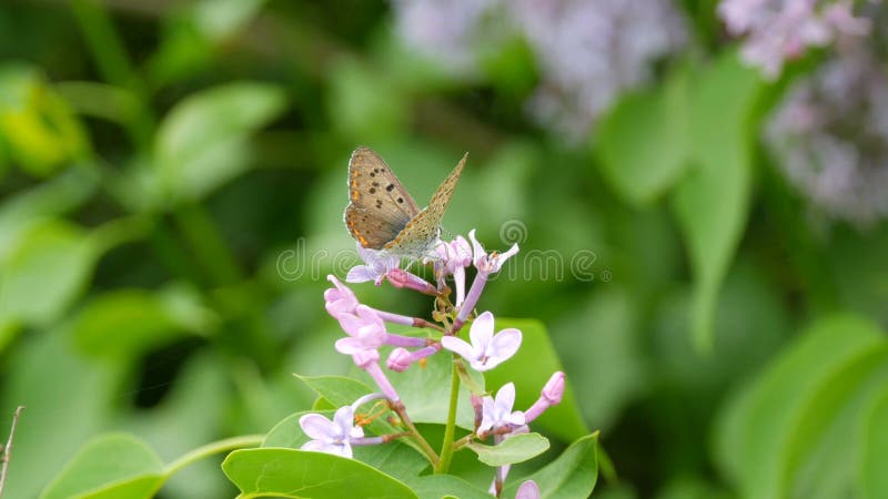 De vlinder op de mooie paarse lilac-bloesem bloeit in het stadspark in de lente Geselecteerde focus vervagen