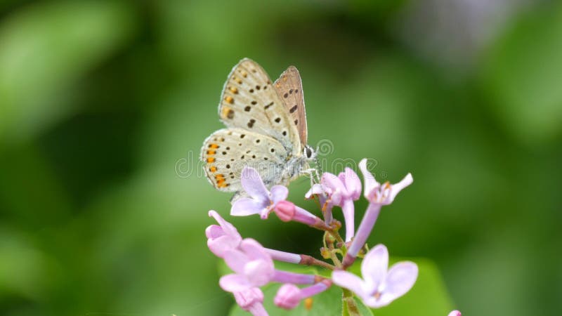 De vlinder op de mooie paarse lilac-bloesem bloeit in het stadspark in de lente Geselecteerde focus vervagen