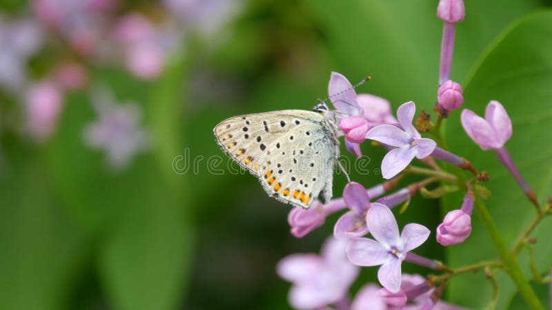 De vlinder op de mooie paarse lilac-bloesem bloeit in het stadspark in de lente Geselecteerde focus vervagen