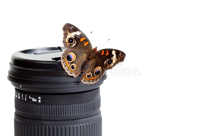 De Vlinder van Buckeye op een cameralens royalty-vrije stock afbeeldingen De Vlinder van Buckeye op een cameralens royalty-vrije stock afbeeldingen