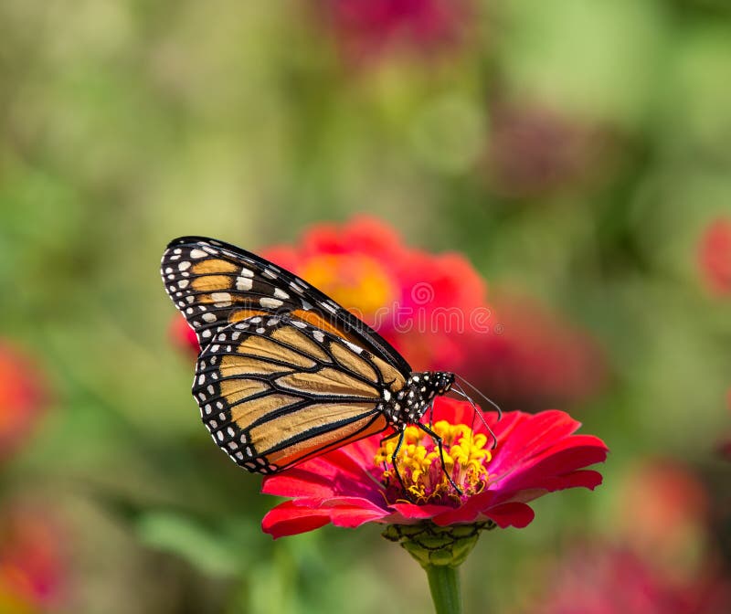 De vlinder van de monarch op de bloem van Zinnia stock afbeelding De vlinder van de monarch op de bloem van Zinnia stock afbeelding