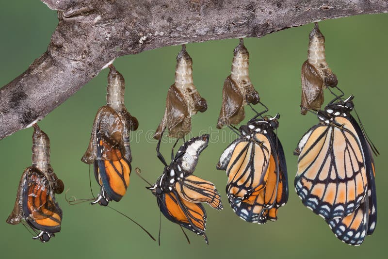 De vlinder van de onderkoning het te voorschijn komen stock foto's De vlinder van de onderkoning het te voorschijn komen stock foto's