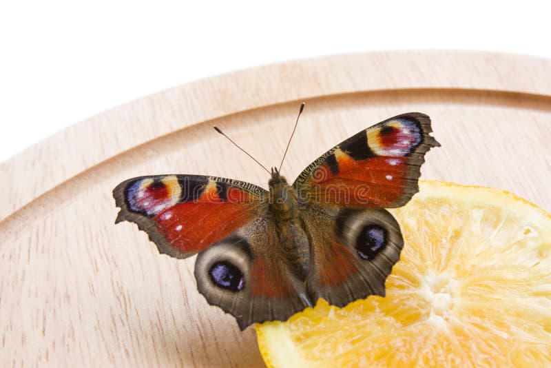 Beautiful Peacock butterfly sitting on the orange slice. Beautiful Peacock butterfly sitting on the orange slice