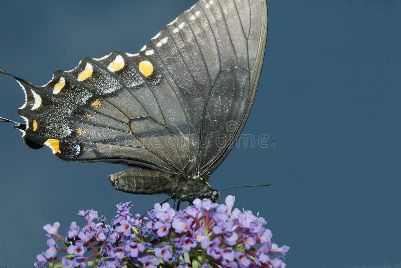 De Vlinder van Swallowtail stock afbeelding De Vlinder van Swallowtail stock afbeelding