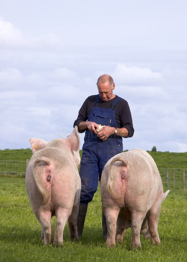 De Voedende Varkens van de landbouwer royalty-vrije stock afbeeldingen De Voedende Varkens van de landbouwer royalty-vrije stock afbeeldingen